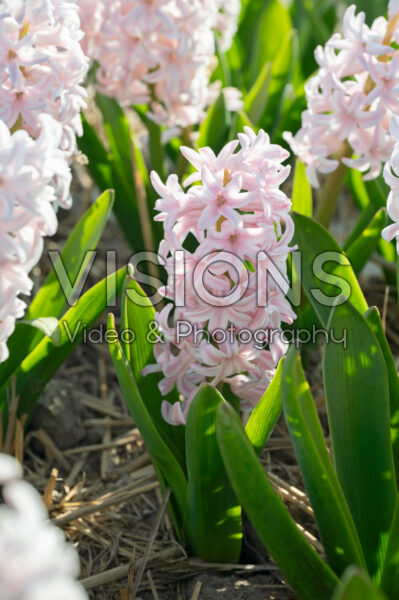 Hyacinthus Pink Elephant Hyacinthus Pink Elephant