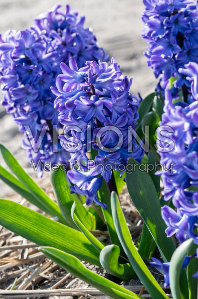 Hyacinthus Blue Future