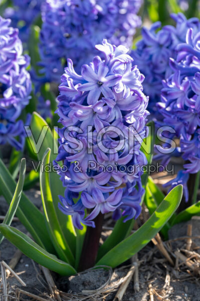 Hyacinthus Blue Future