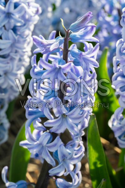 Hyacinthus Koh-I-Noor Hyacinthus Koh-I-Noor