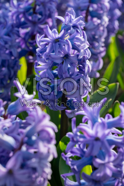 Hyacinthus Minos Hyacinthus Minos