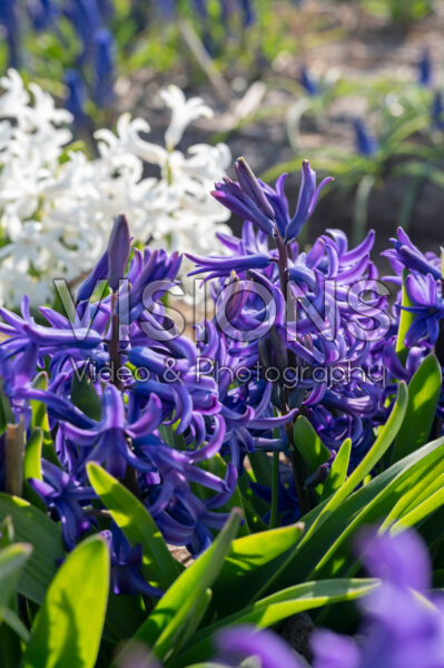 Hyacinthus multiflora blauw