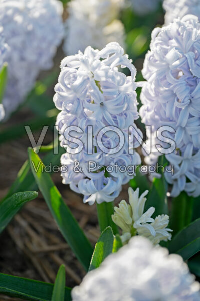 Hyacinthus Ice Blue
