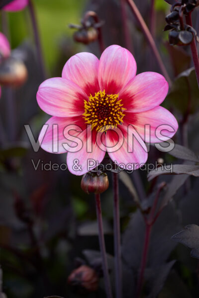 Dahlia Dahlegria® Tricolore