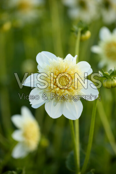 Dahlia Platinum Blonde Dahlia Platinum Blonde