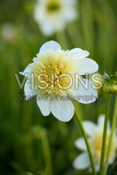 Dahlia Platinum Blonde Dahlia Platinum Blonde