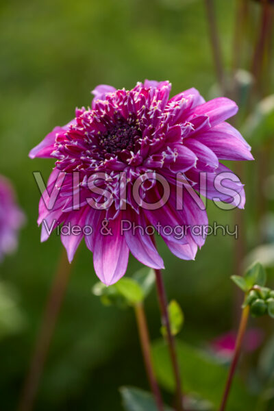 Dahlia Richards Fortune
