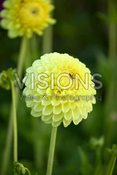 Dahlia HT Sun