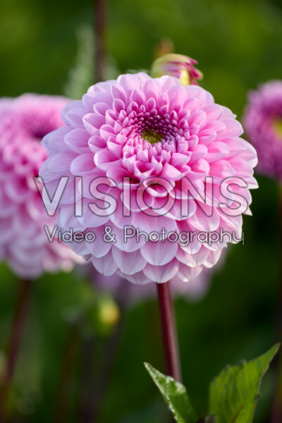 Dahlia Veerle Dahlia Veerle