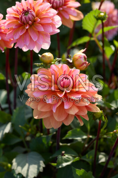 Dahlia Peaches and Vanilla