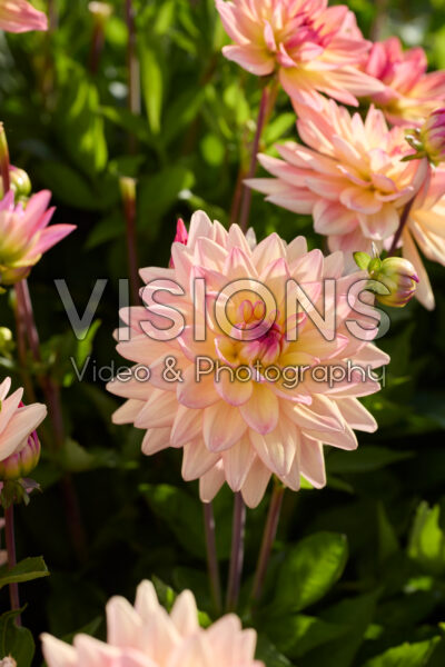 Dahlia Melody Dora
