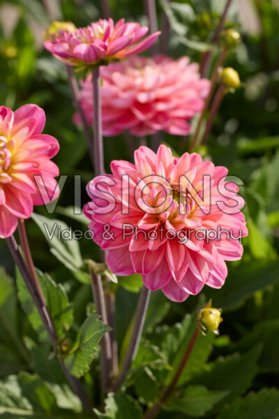 Dahlia Melody Allegro®