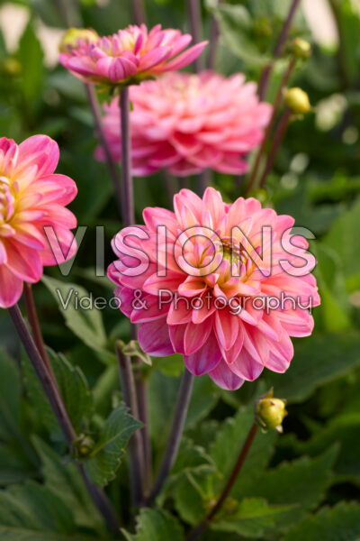Dahlia Melody Allegro®