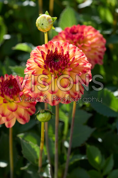 Dahlia Icoon®