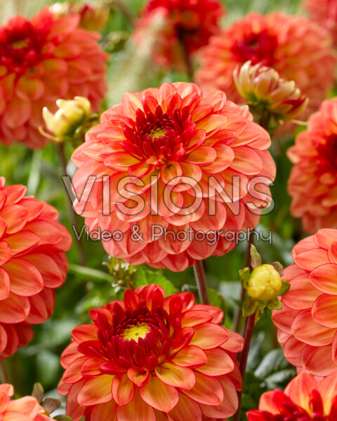 Dahlia Chapeau Bas Dahlia Chapeau Bas