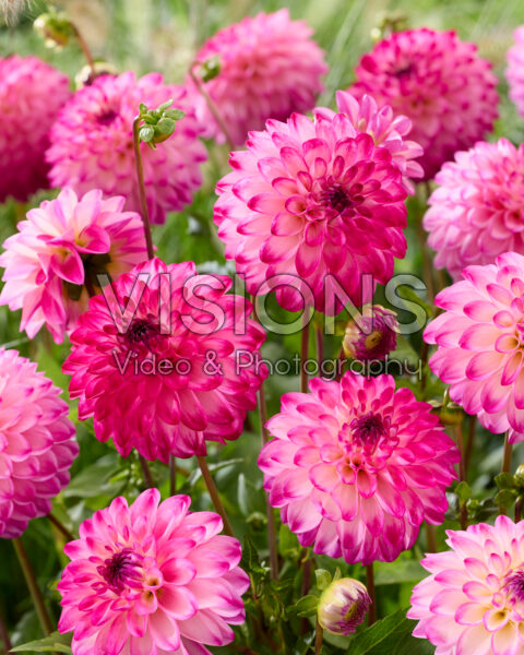 Dahlia Discovery