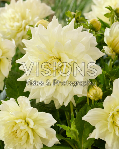 Dahlia Ice Breaker