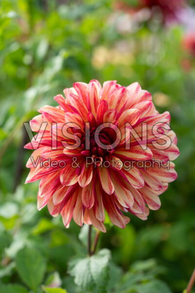 Dahlia Gitts Crazy