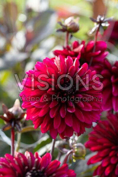 Dahlia Jennifer Mary Ellen