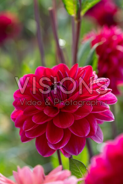 Dahlia Anna Cornelia