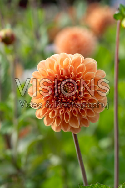 Dahlia Apricona