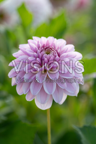 Dahlia Pink Silk Dahlia Pink Silk