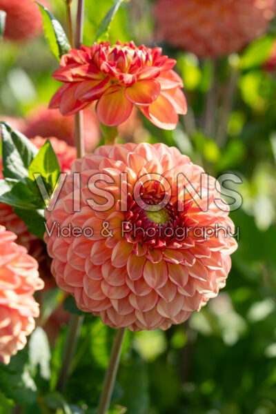 Dahlia Chapeau Bas Dahlia Chapeau Bas