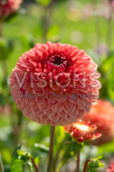Dahlia Chapeau Bas Dahlia Chapeau Bas
