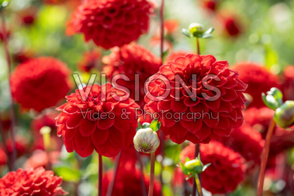 Dahlia Red Cap
