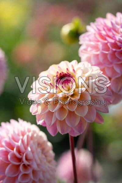 Dahlia Wine Eyed Jill