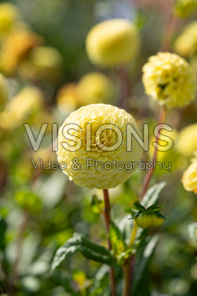 Dahlia Buttercup