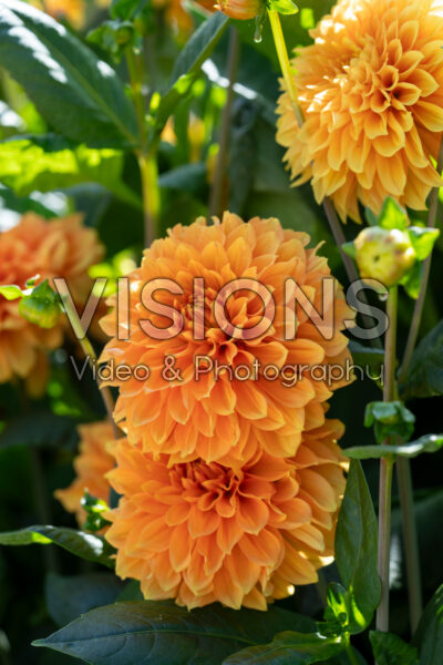 Dahlia Bizon Bronze