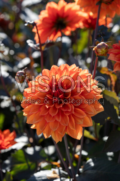 Dahlia Misses Trucella Dahlia Misses Trucella