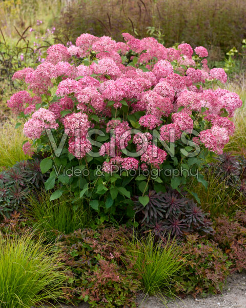 Hydrangea arborescens Candybelle® Sorbet Hydrangea arborescens Candybelle® Sorbet