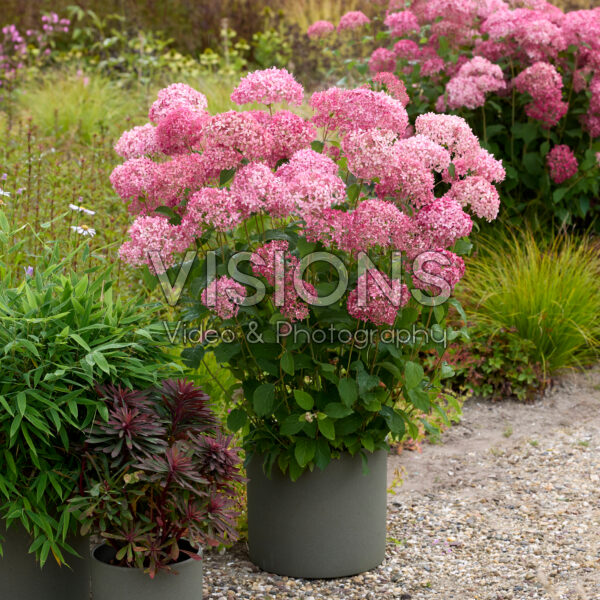 Hydrangea arborescens Candybelle® Sorbet Hydrangea arborescens Candybelle® Sorbet