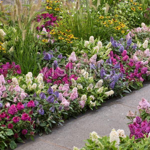 Buddleja davidii Little Rockstars® mixed border