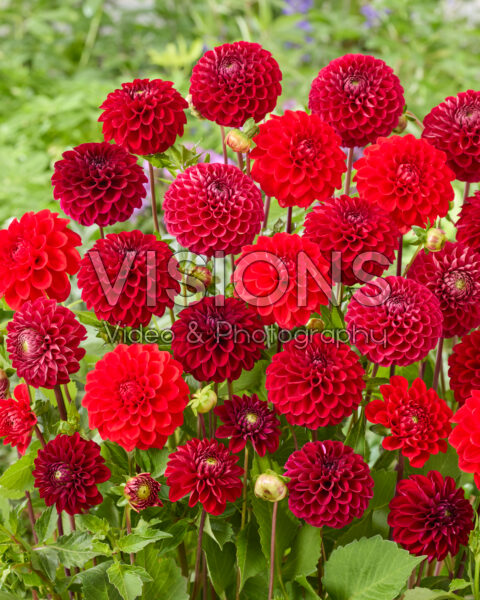 Gemengde bal dahlia's rood