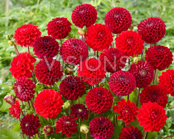 Mixed ball dahlias red Mixed ball dahlias red