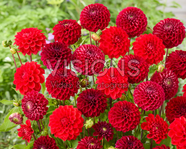 Gemengde bal dahlia's rood