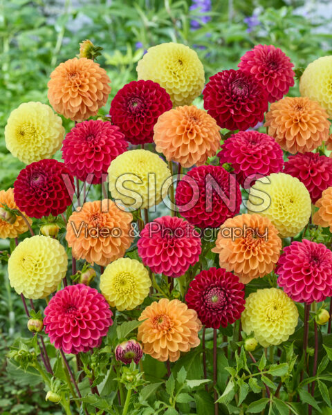 Gemengde bal dahlia's