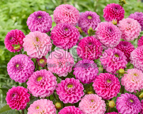 Mixed ball dahlias pink