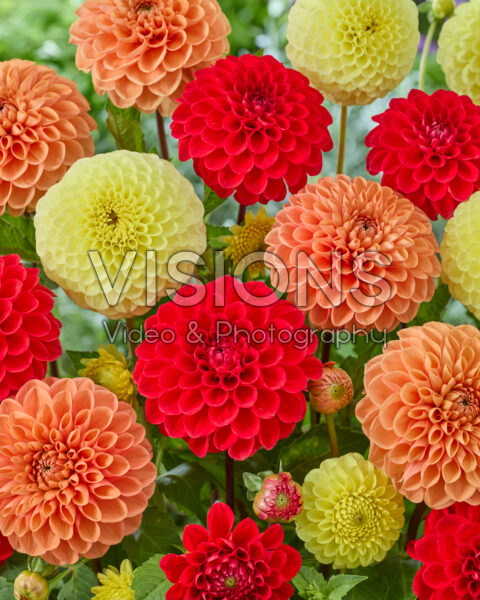 Gemengde bal dahlia's