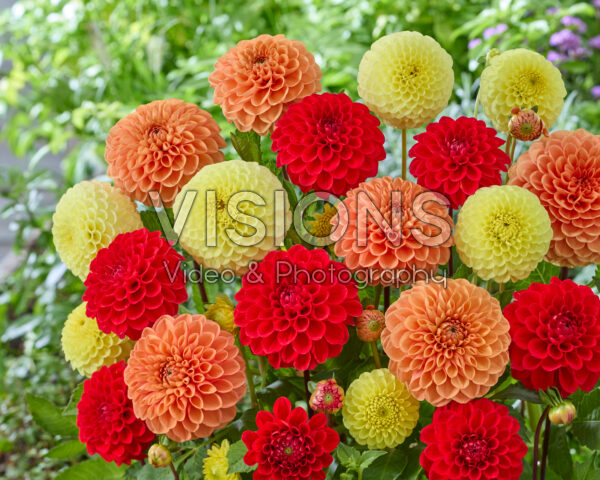 Gemengde bal dahlia's