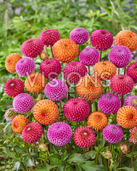 Gemengde pompon dahlia's