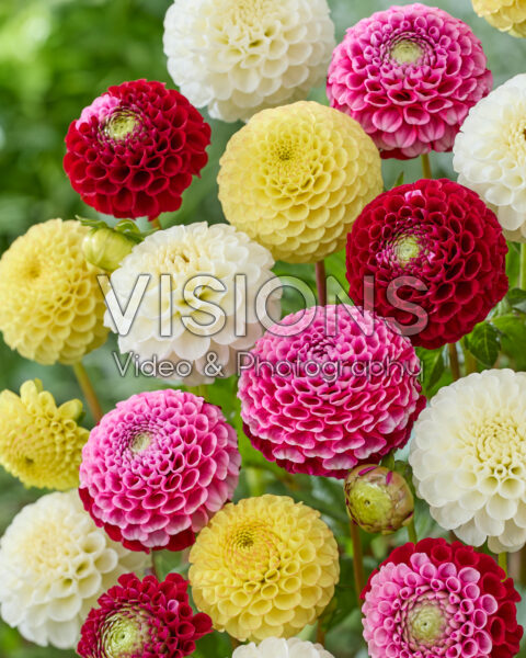 Dahlia mix Dahlia mix