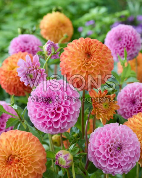 Dahlia Stolze von Berlin, Souvenir d'Ete