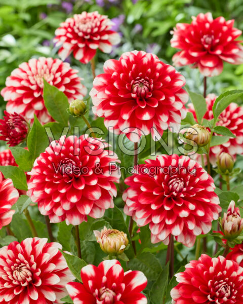 Dahlia Nagano Dahlia Nagano