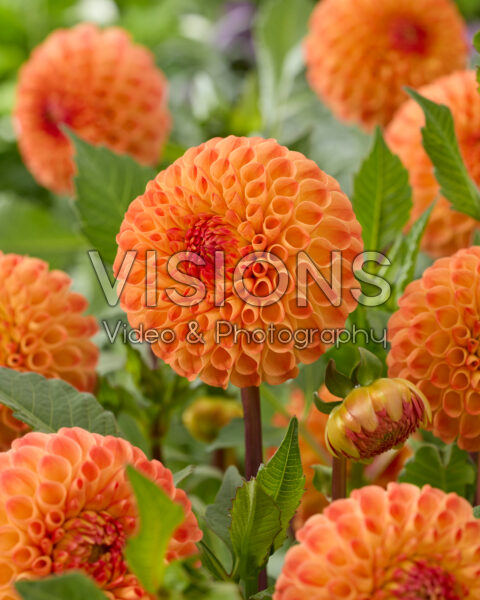 Dahlia Ms Kennedy Dahlia Ms Kennedy