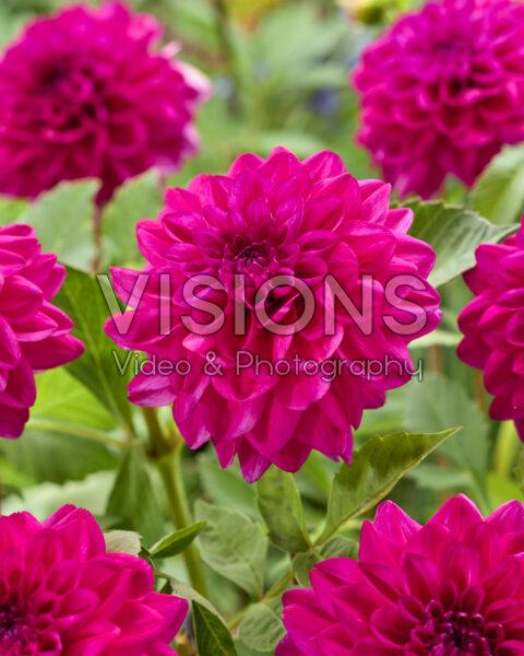Dahlia Moulin Violet Dahlia Moulin Violet