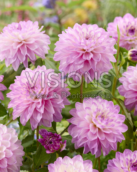 Dahlia Blue Wish Dahlia Blue Wish